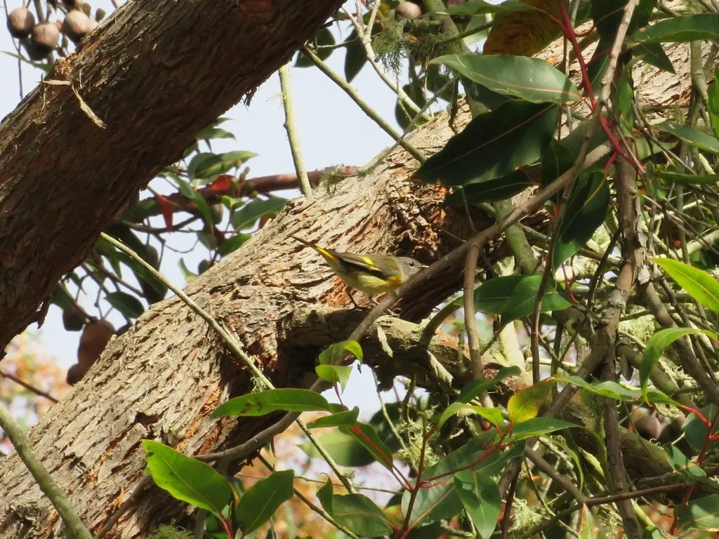 橙尾鸲莺(Setophaga ruticilla)