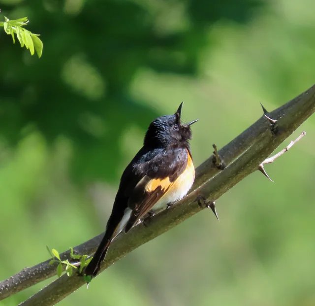 橙尾鸲莺(Setophaga ruticilla)