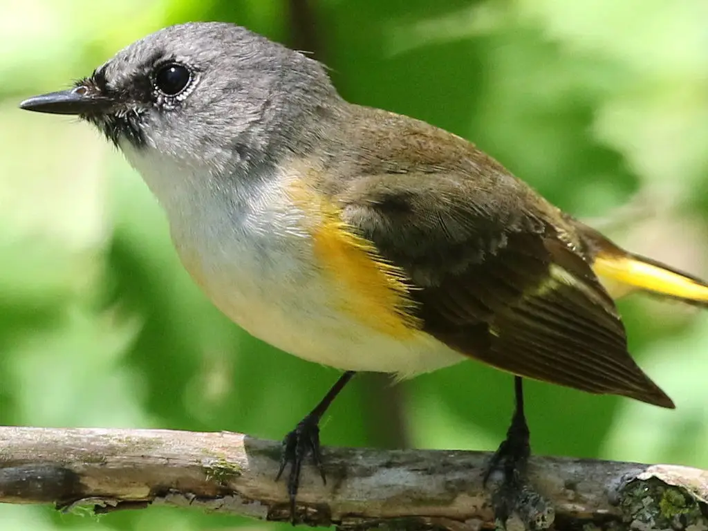 橙尾鸲莺(Setophaga ruticilla)