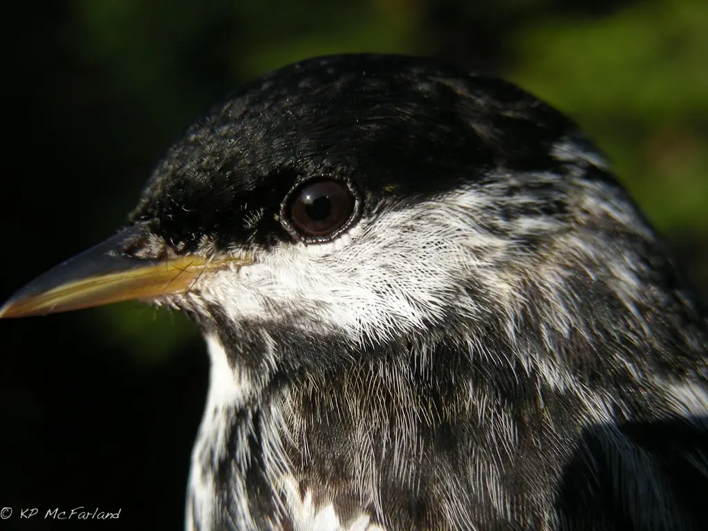 白颊林莺(Setophaga striata)