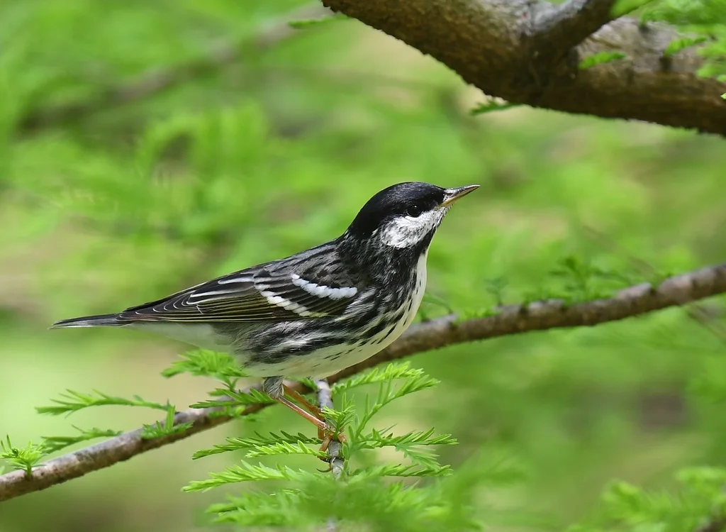 白颊林莺(Setophaga striata)
