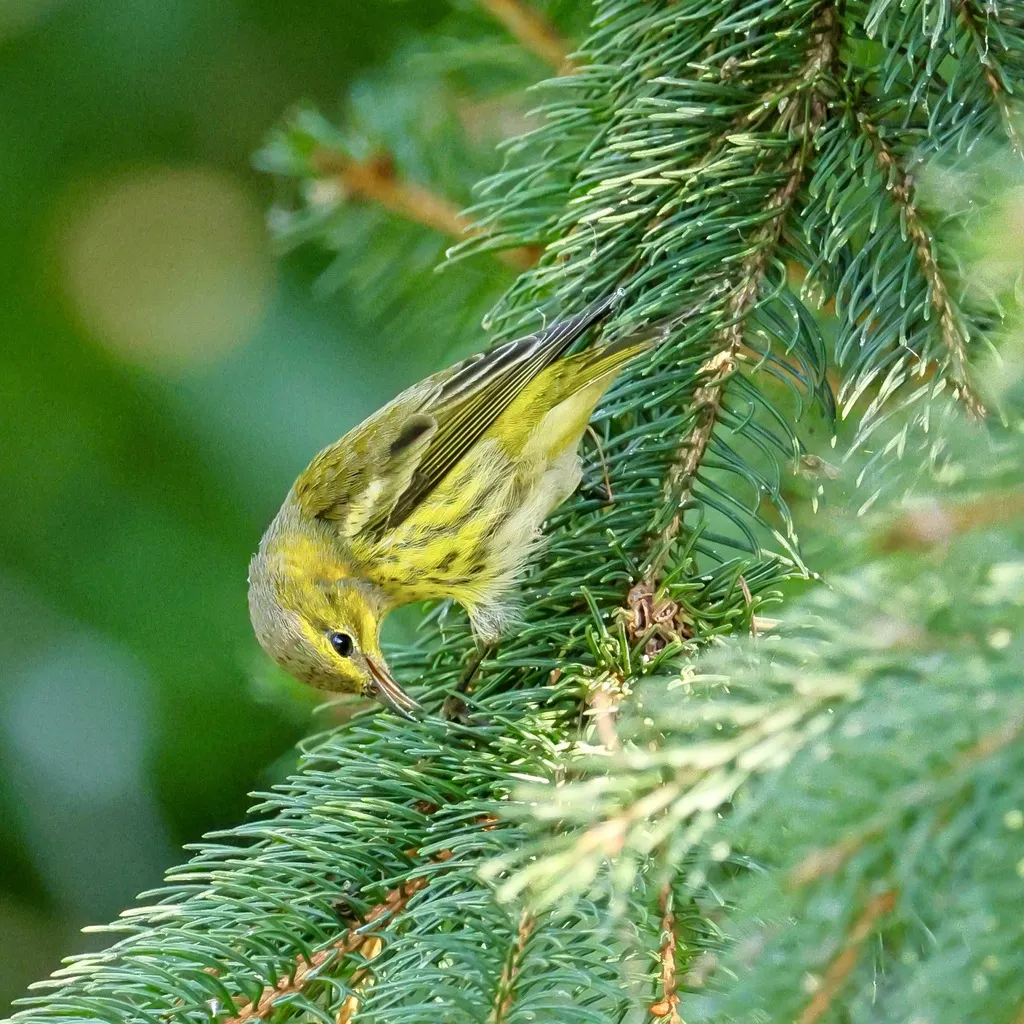 栗颊林莺(Setophaga tigrina)