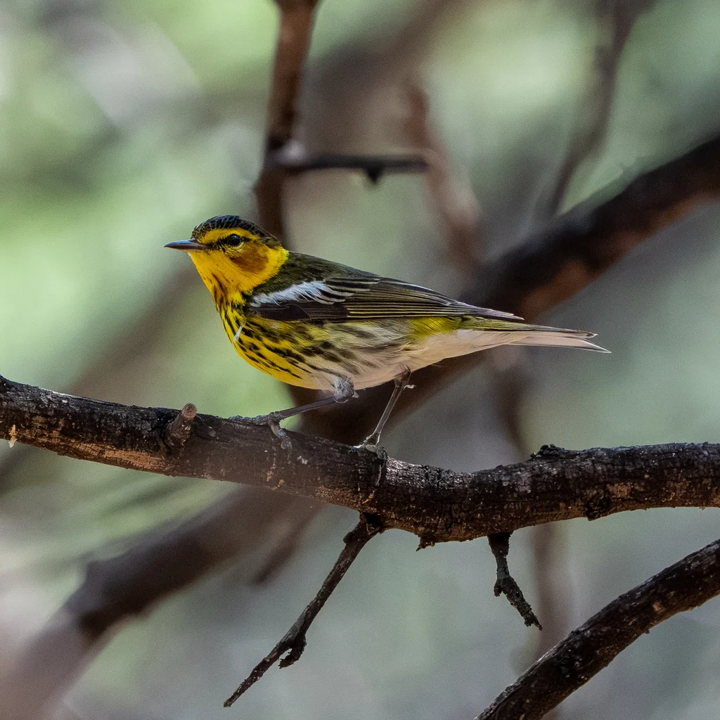 栗颊林莺(Setophaga tigrina)