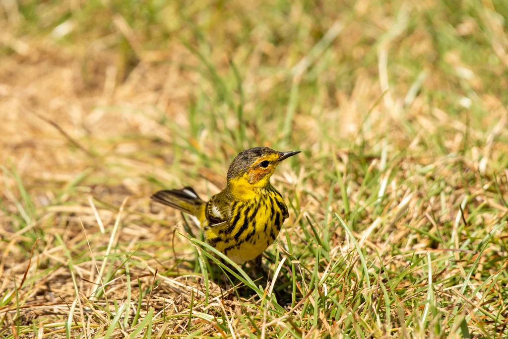 栗颊林莺(Setophaga tigrina)