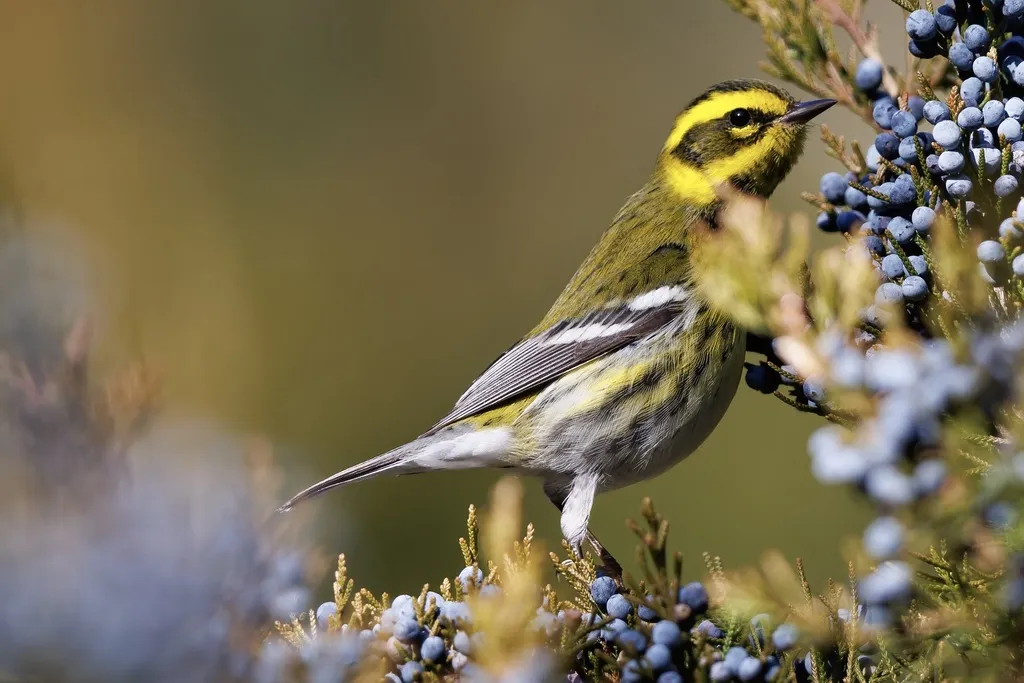 黄眉林莺(Setophaga townsendi)