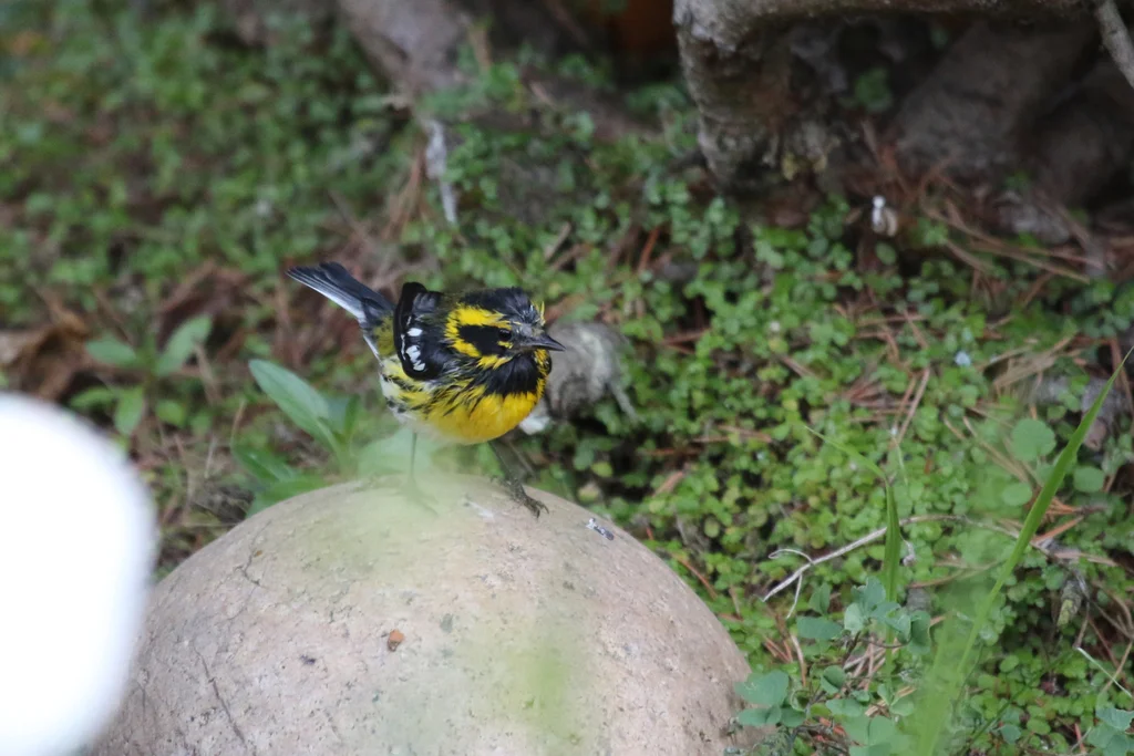 黄眉林莺(Setophaga townsendi)