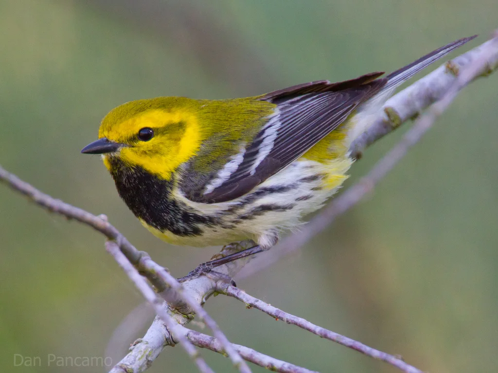 黑喉绿林莺(Setophaga virens)