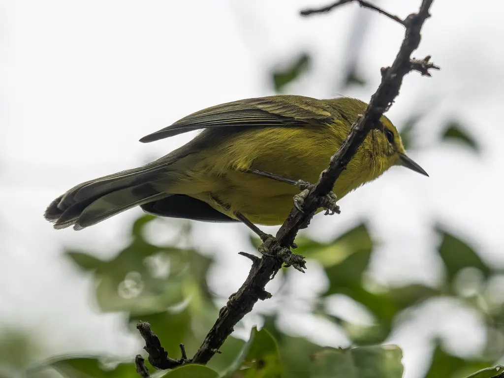 绿林莺(Setophaga vitellina)