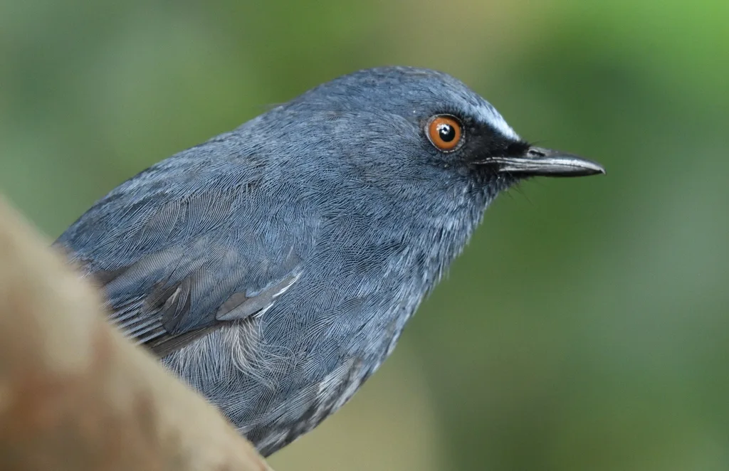 白腹蓝地鸲(Sholicola albiventris)