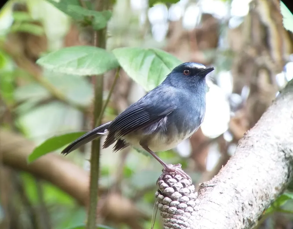 白腹蓝地鸲(Sholicola albiventris)