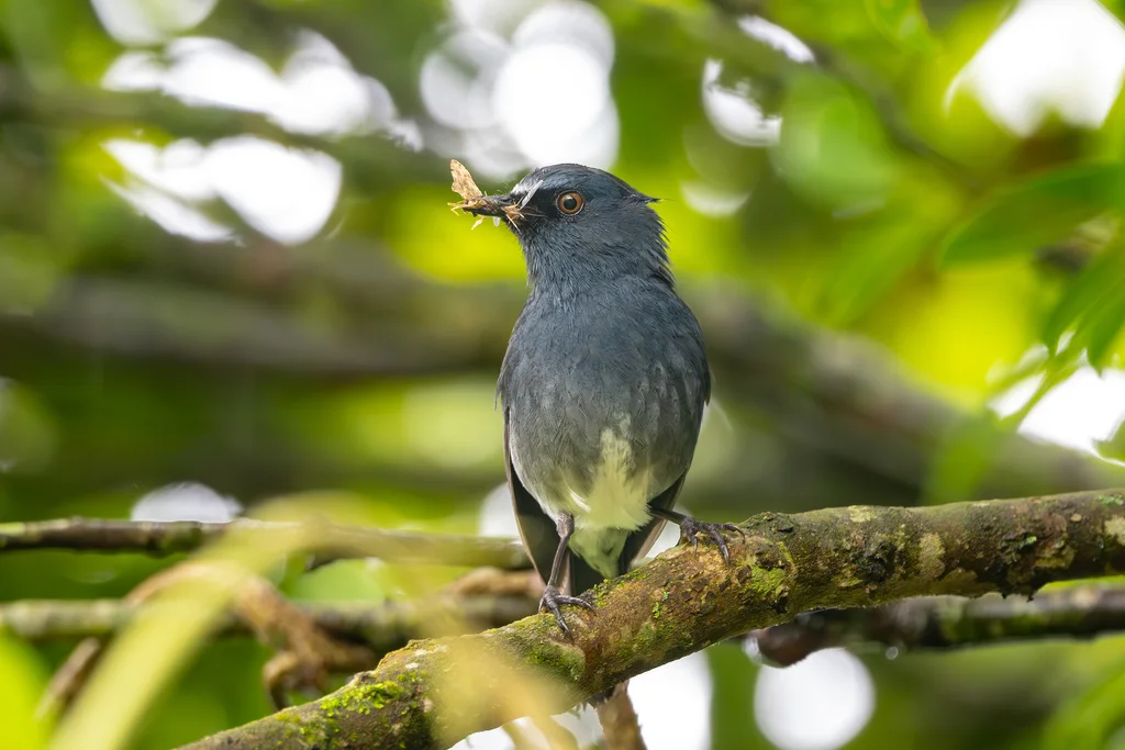 白腹蓝地鸲(Sholicola albiventris)