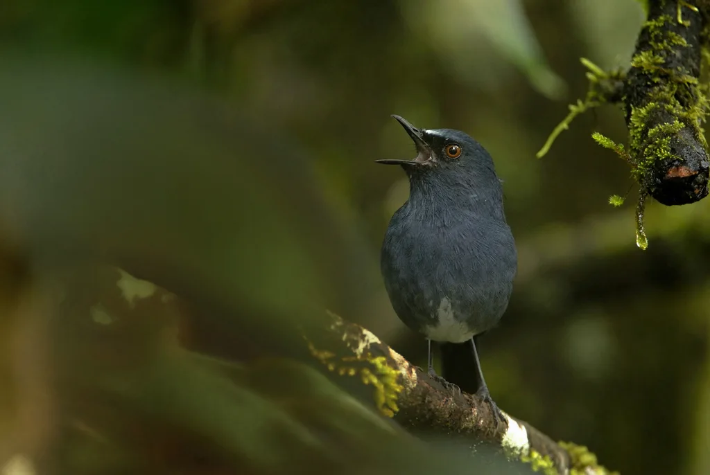 白腹蓝地鸲(Sholicola albiventris)