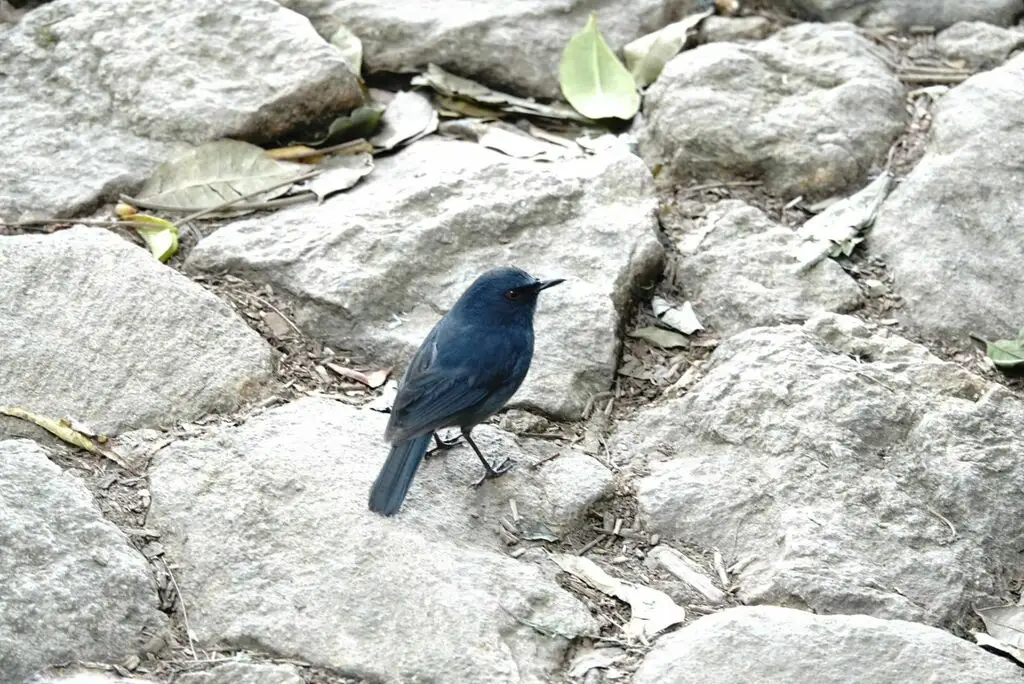 白腹蓝地鸲(Sholicola albiventris)