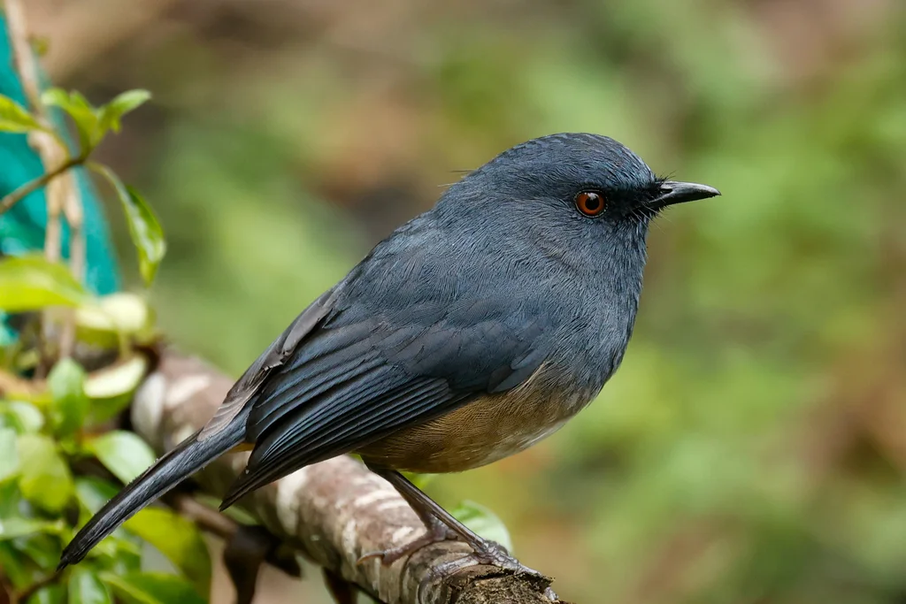 棕胁蓝地鸲(Sholicola major)