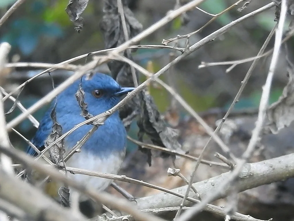 棕胁蓝地鸲(Sholicola major)