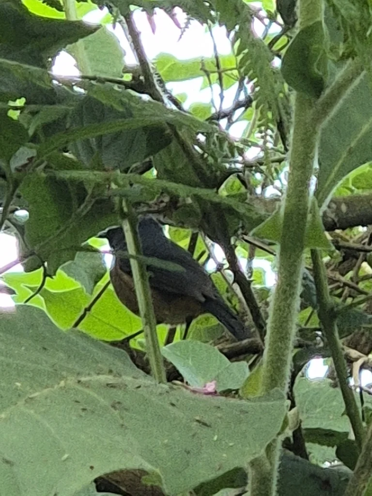 棕胁蓝地鸲(Sholicola major)