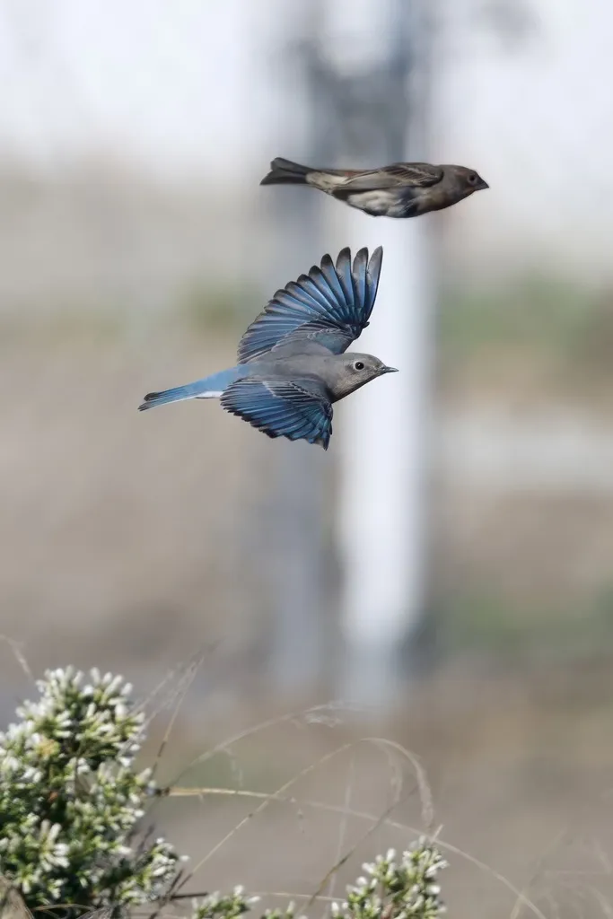 山蓝鸲(Sialia currucoides)
