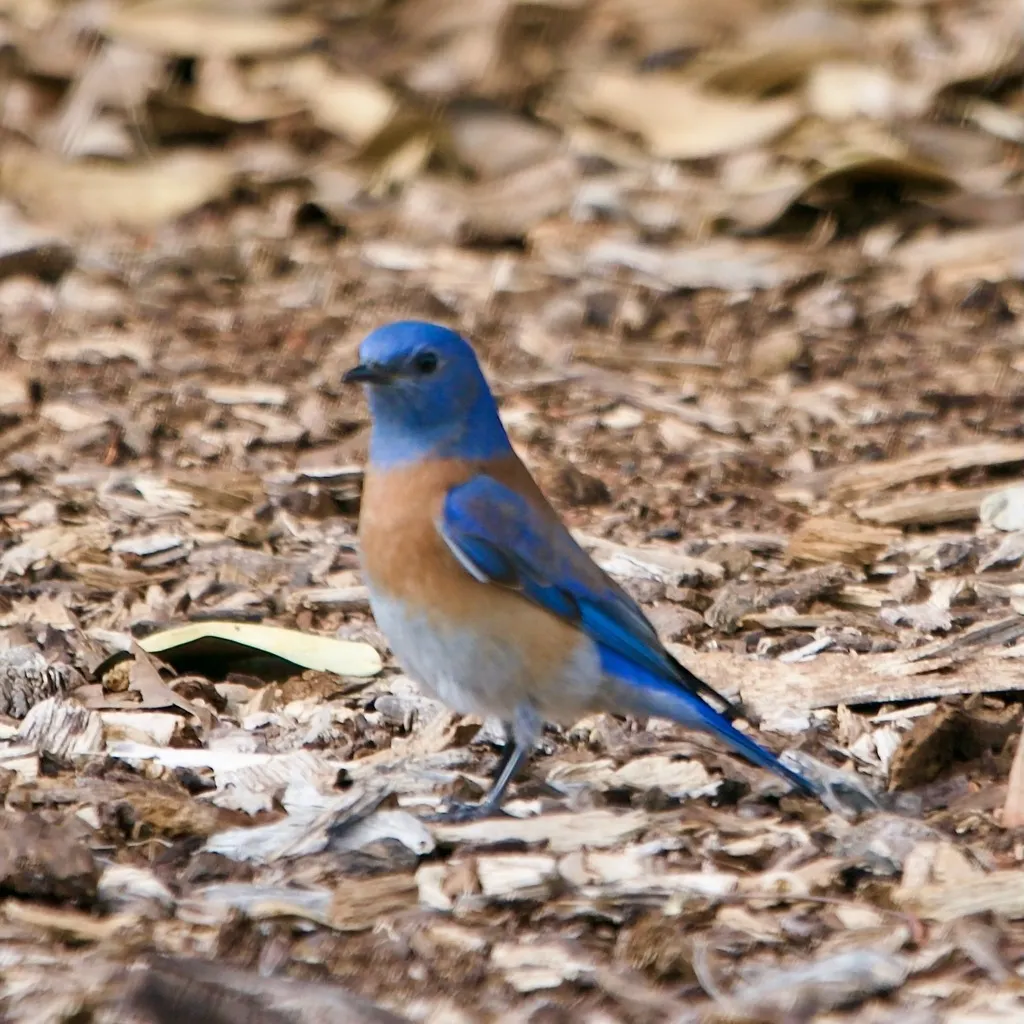 西蓝鸲(Sialia mexicana)