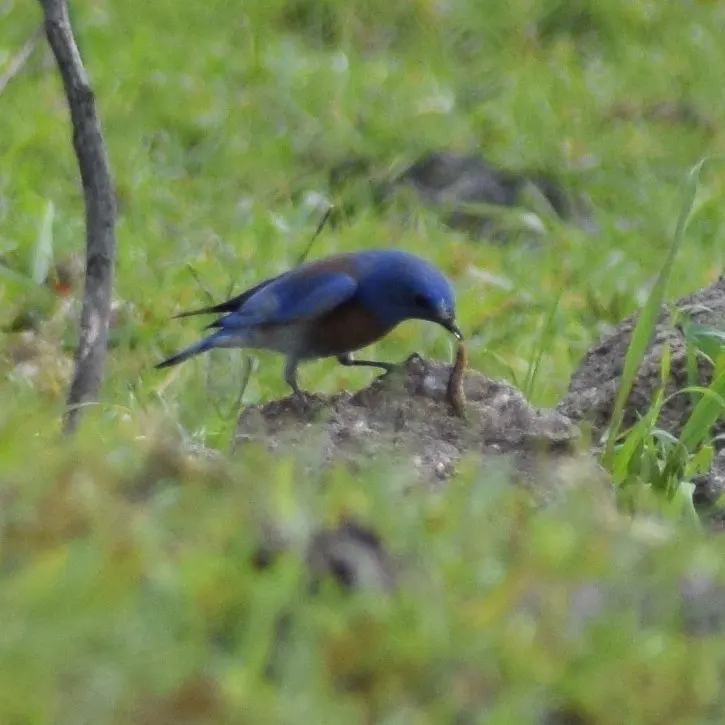 西蓝鸲(Sialia mexicana)