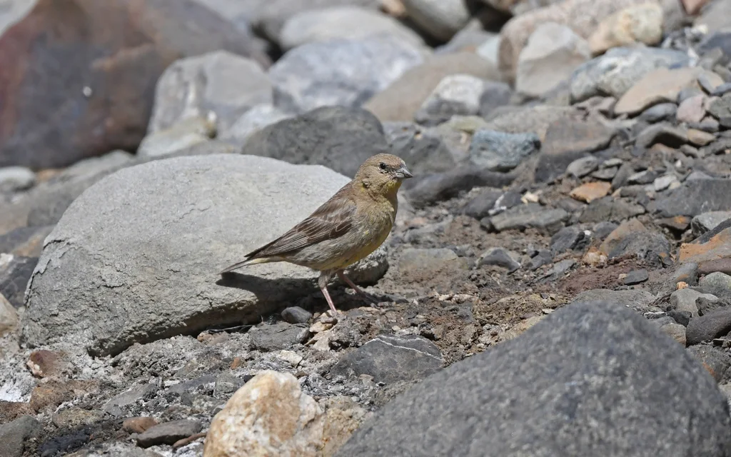 大黄雀鹀(Sicalis auriventris)