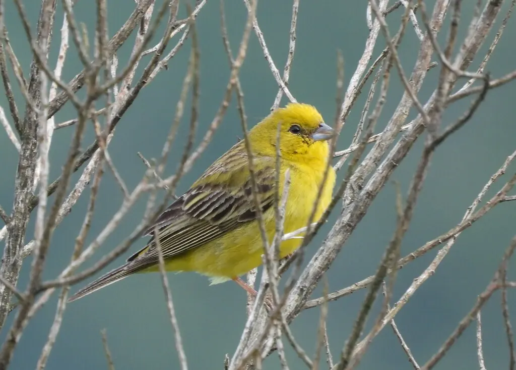 柠黄雀鹀(Sicalis citrina)