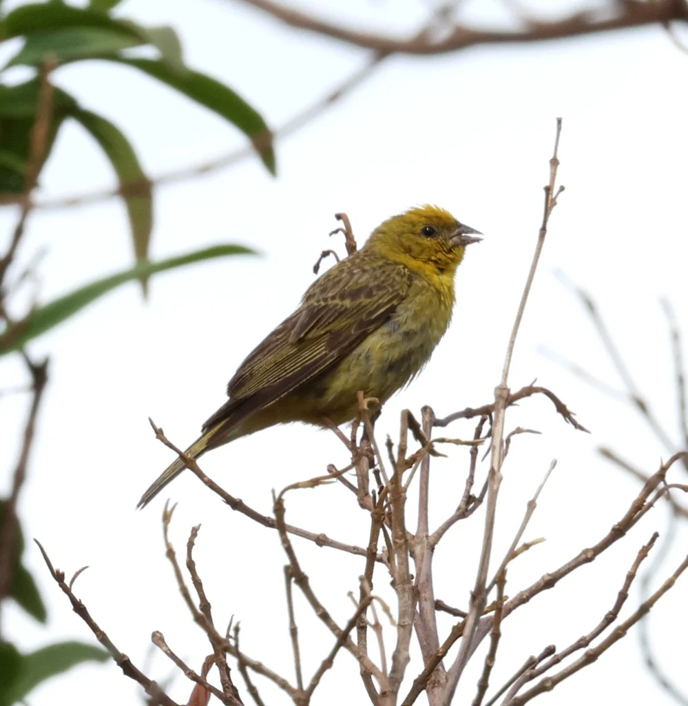 柠黄雀鹀(Sicalis citrina)