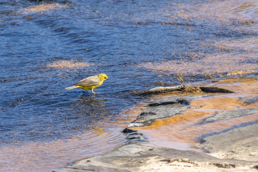 柠黄雀鹀(Sicalis citrina)