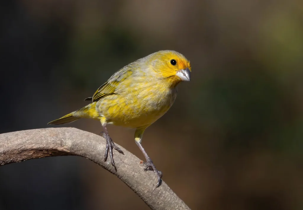 橙黄雀鹀(Sicalis flaveola)