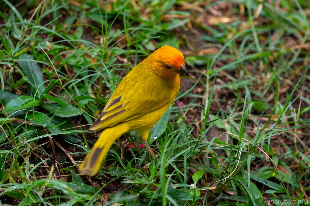 橙黄雀鹀(Sicalis flaveola)