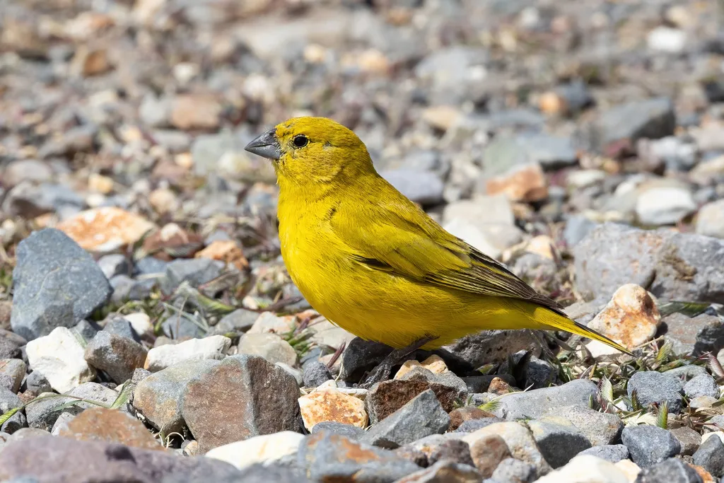 普纳黄雀鹀(Sicalis lutea)