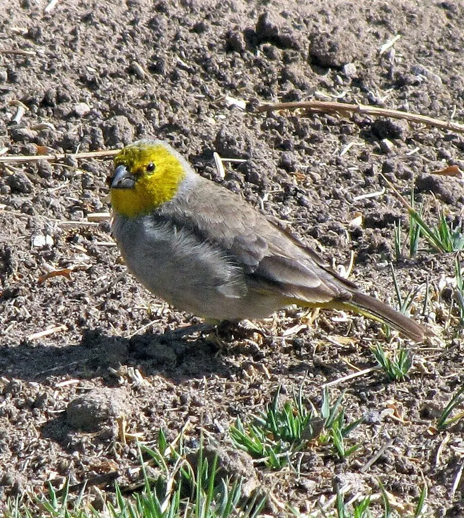 黄头黄雀鹀(Sicalis luteocephala)