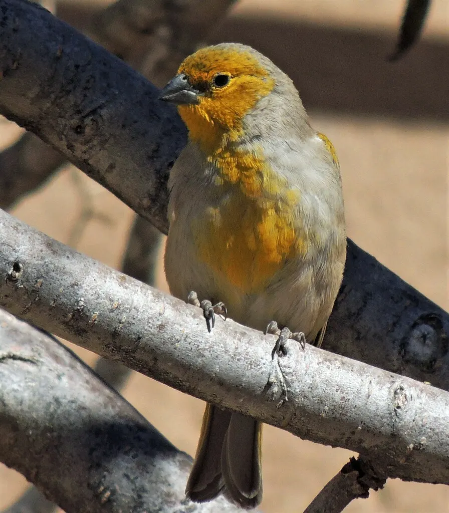 黄头黄雀鹀(Sicalis luteocephala)
