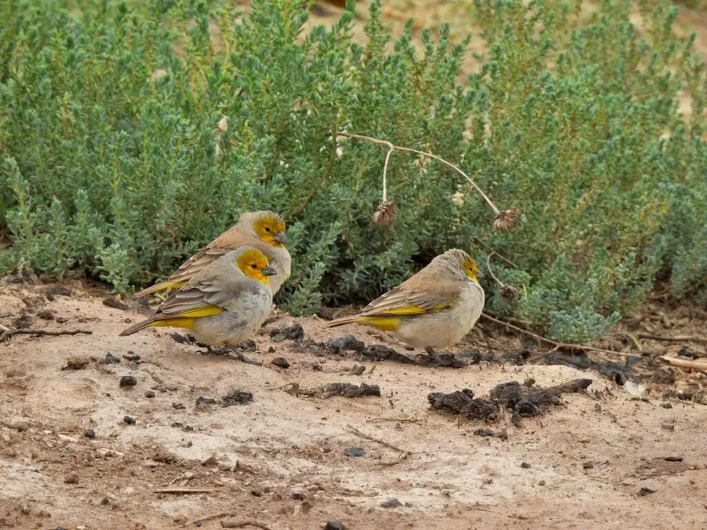 黄头黄雀鹀(Sicalis luteocephala)