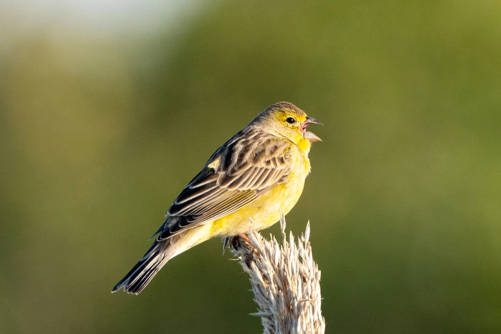 草原黄雀鹀(Sicalis luteola)