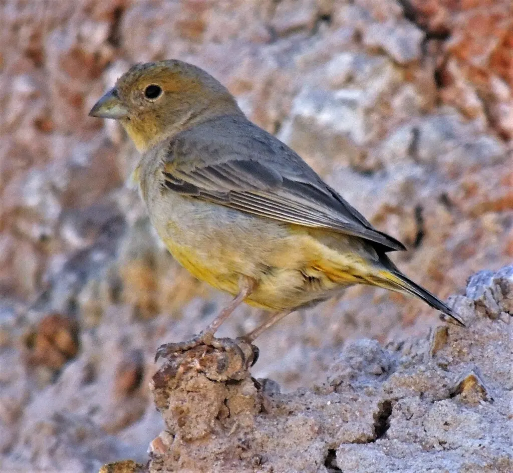 阿根廷黄雀鹀(Sicalis mendozae)