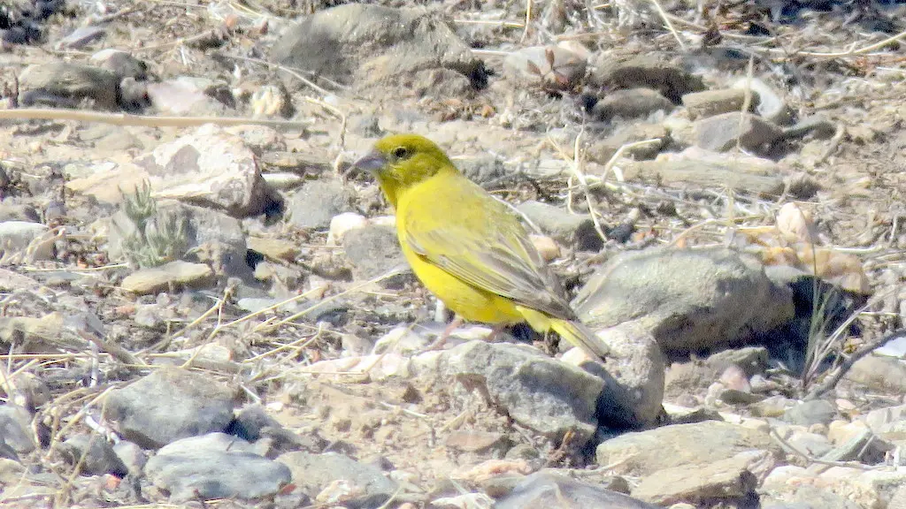 阿根廷黄雀鹀(Sicalis mendozae)