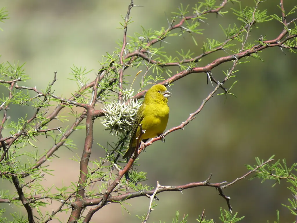 阿根廷黄雀鹀(Sicalis mendozae)