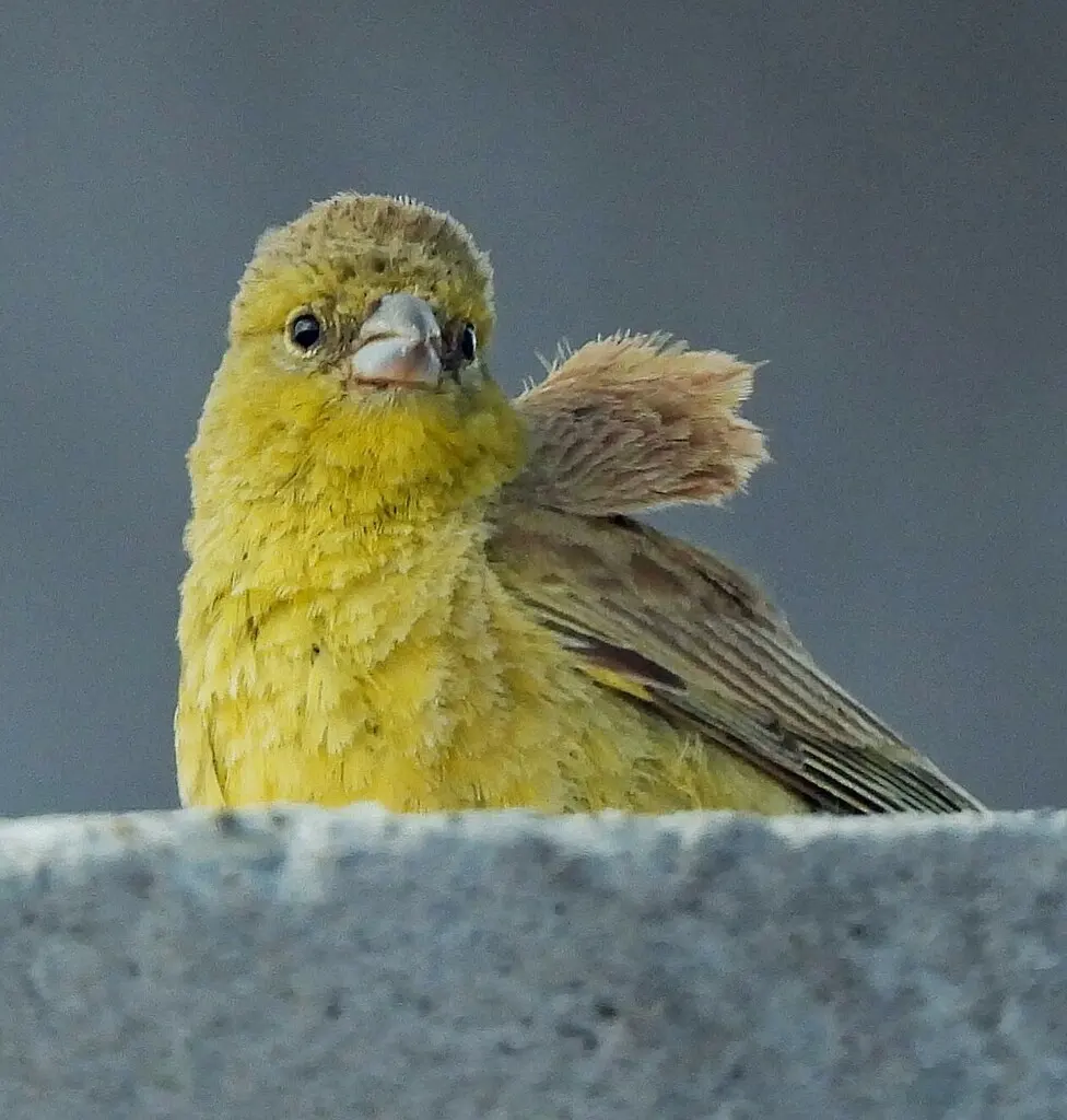 绿黄雀鹀(Sicalis olivascens)
