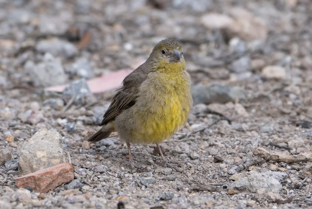绿黄雀鹀(Sicalis olivascens)