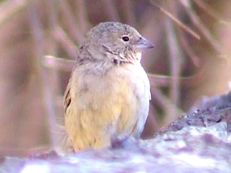 绿黄雀鹀(Sicalis olivascens)