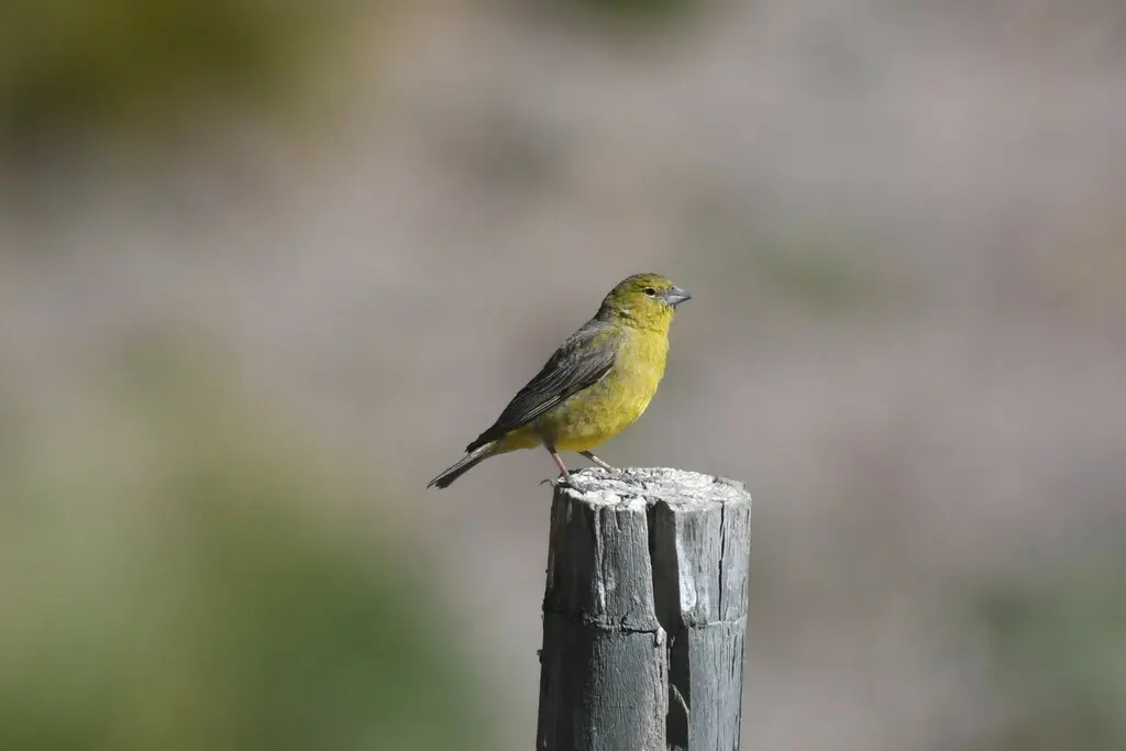 绿黄雀鹀(Sicalis olivascens)