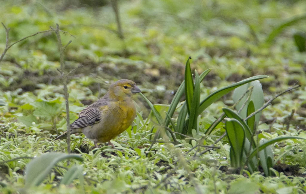 来氏黄雀鹀(Sicalis raimondii)