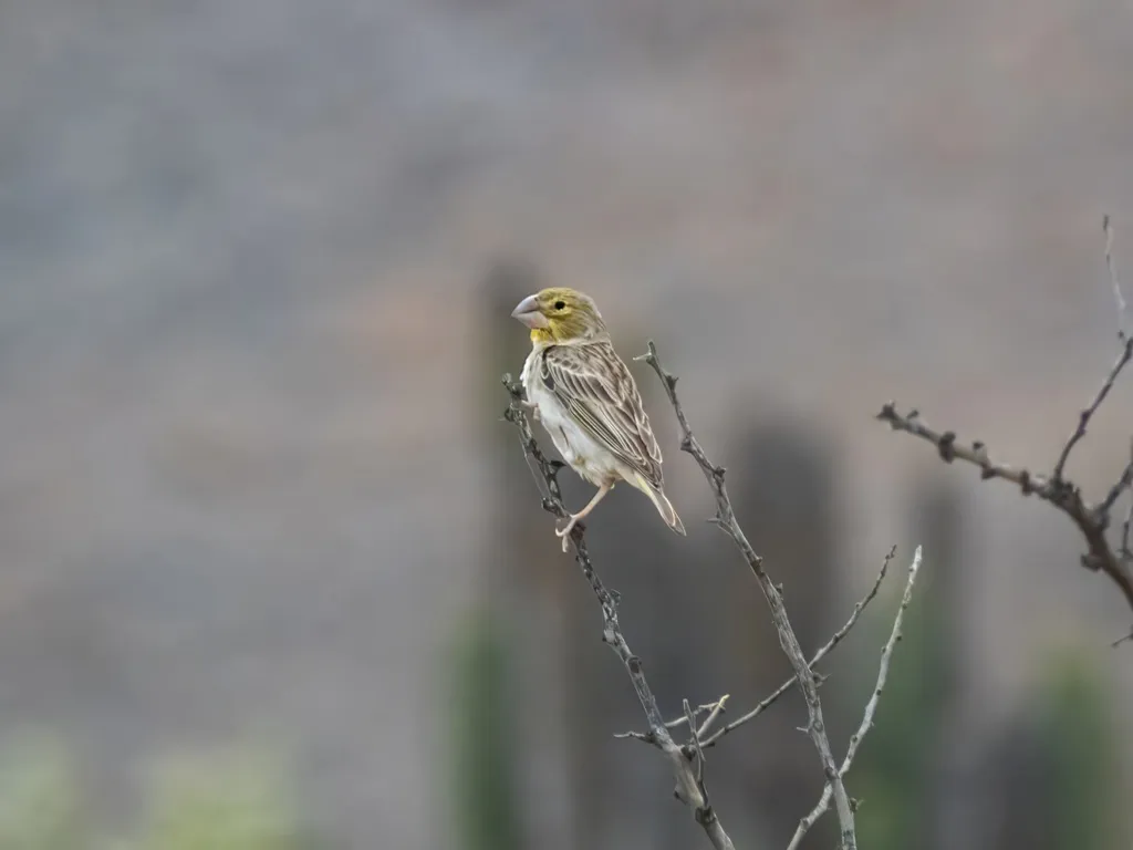 黄喉黄雀鹀(Sicalis taczanowskii)