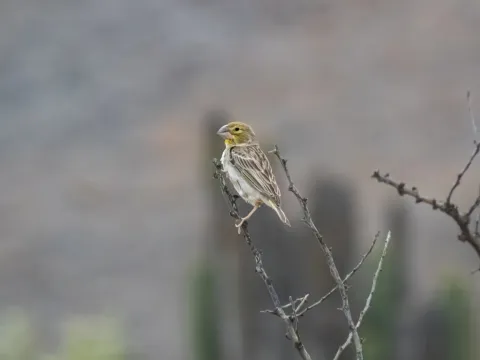 黄喉黄雀鹀