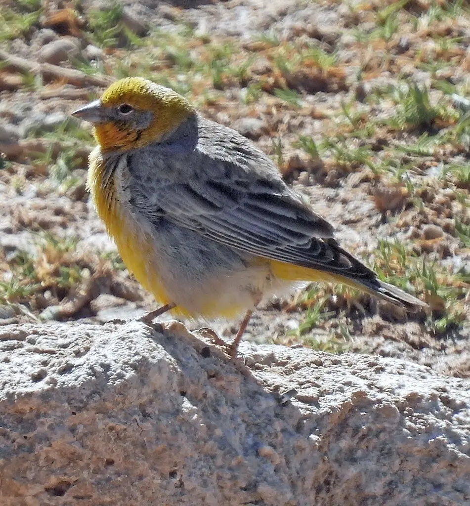 亮腰黄雀鹀(Sicalis uropygialis)