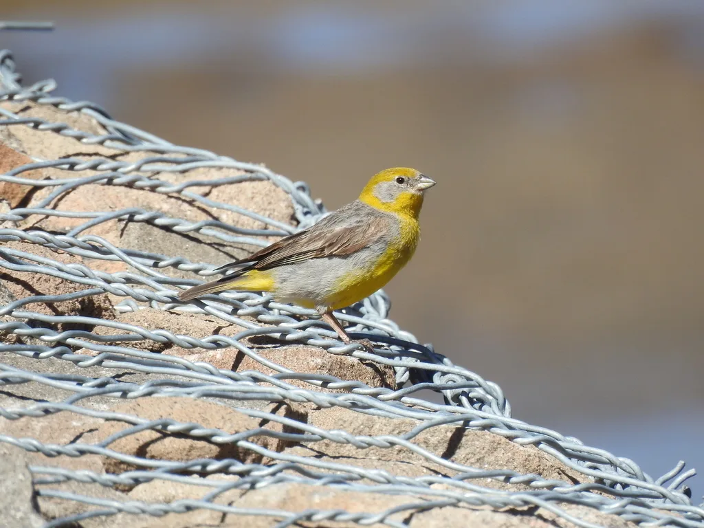 亮腰黄雀鹀(Sicalis uropygialis)