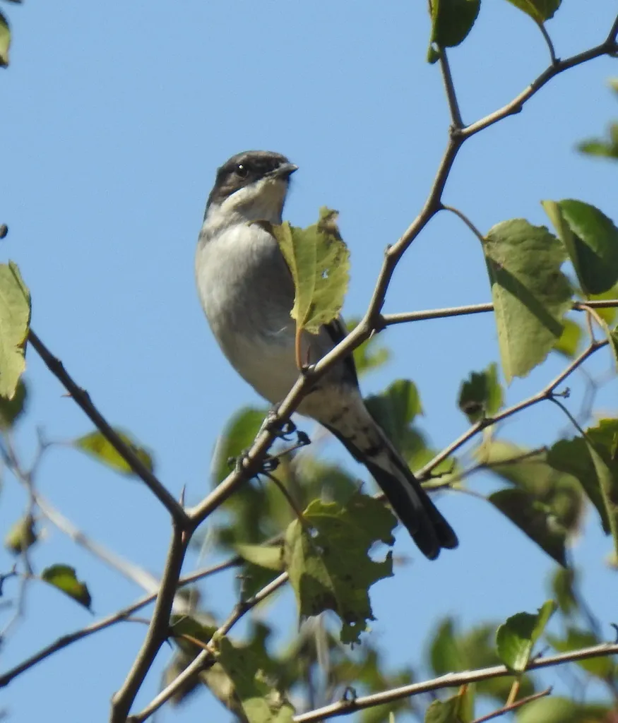 白翅斑黑鹟(Sigelus silens)