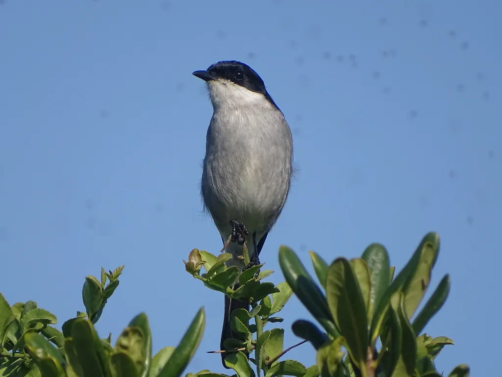 白翅斑黑鹟(Sigelus silens)