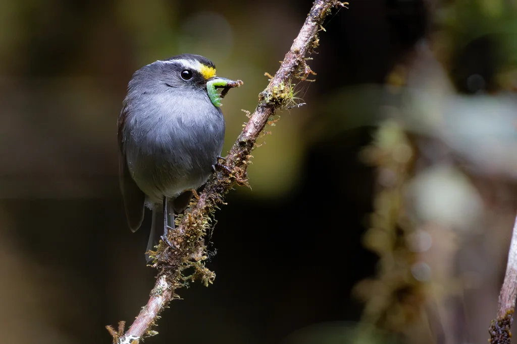 冠唧霸鹟(Silvicultrix frontalis)