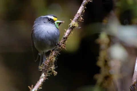 冠唧霸鹟